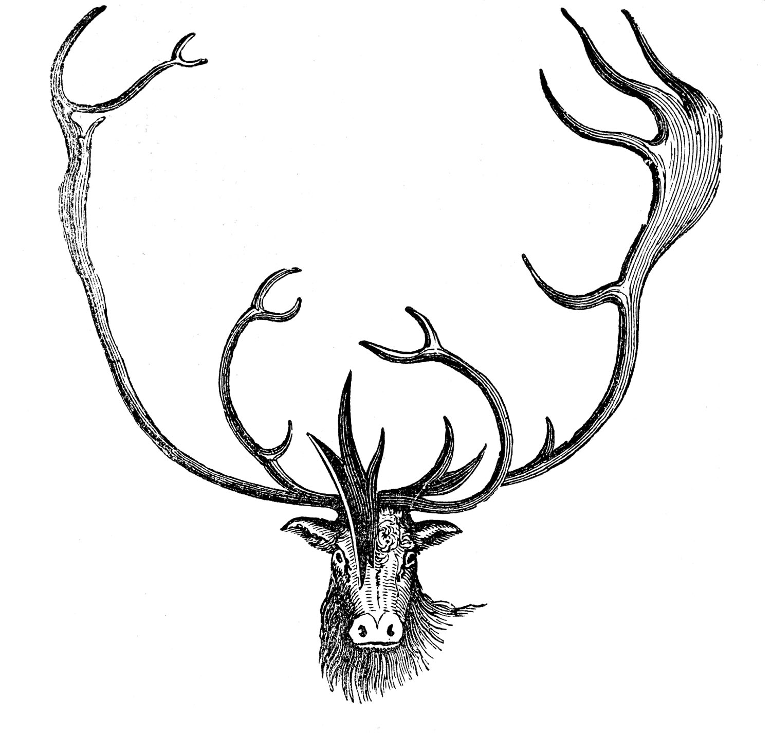 Antlers clipart vintage. Animal clip art caribou