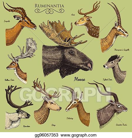 Elk clipart doe. Vector illustration big set