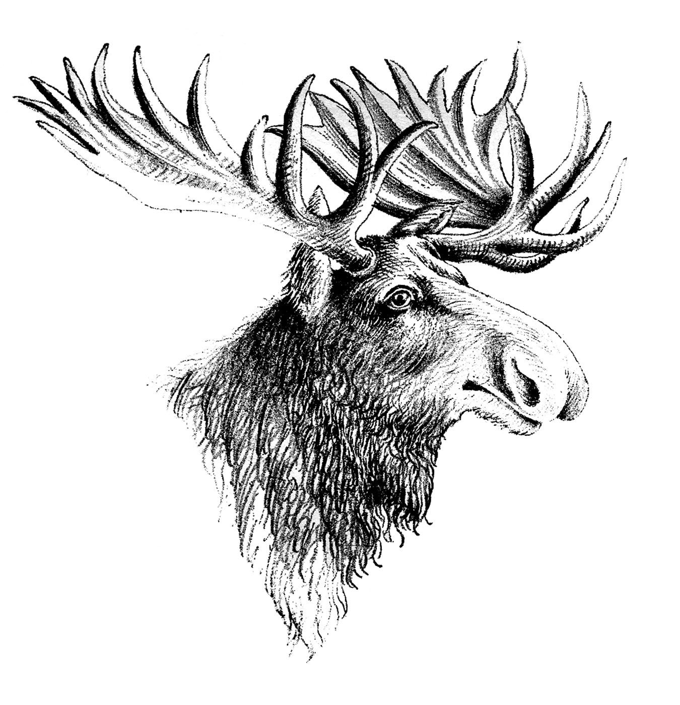Antlers clipart sketch. Vintage clip art moose
