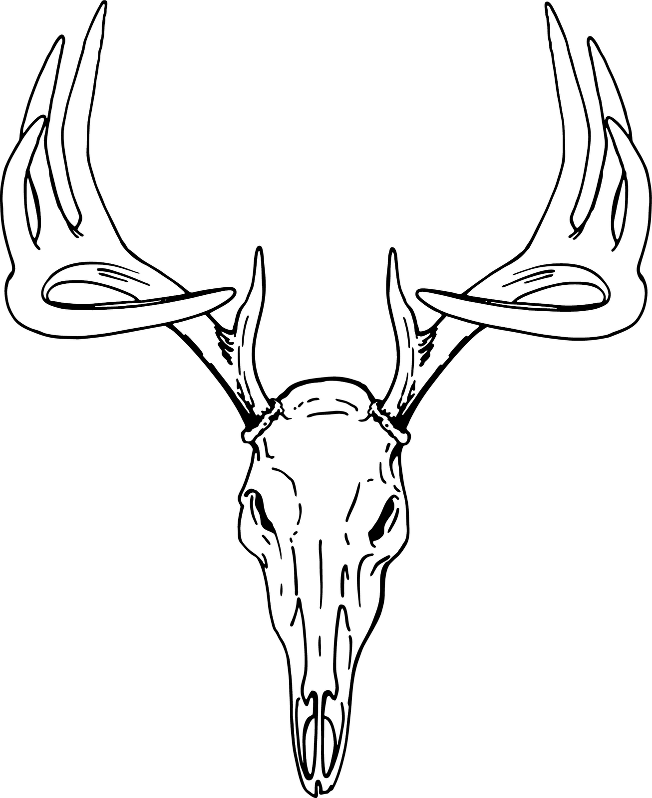 Deer drawing at getdrawings. Antlers clipart sketch