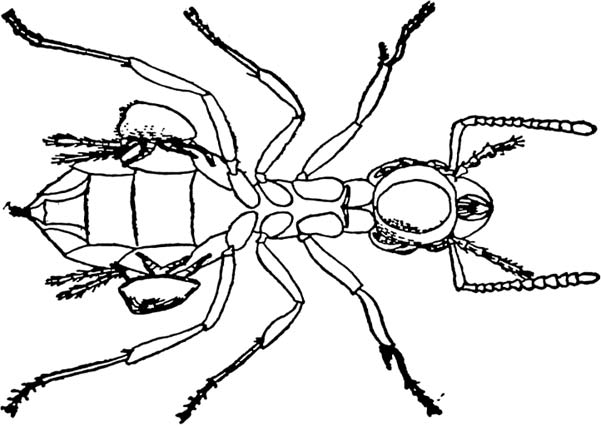 Ant black and white. Ants clipart body