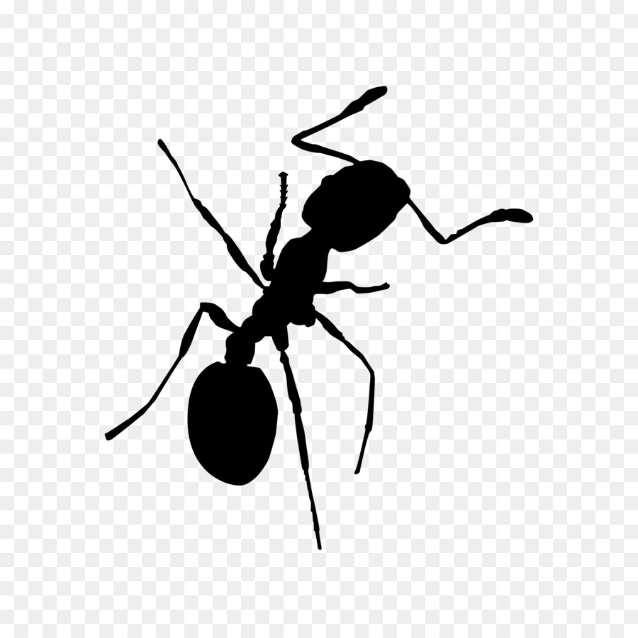 Red imported fire pharaoh. Ants clipart bullet ant