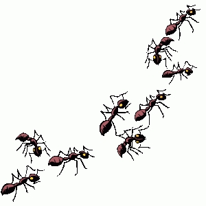 Wonderful of letter master. Ants clipart line