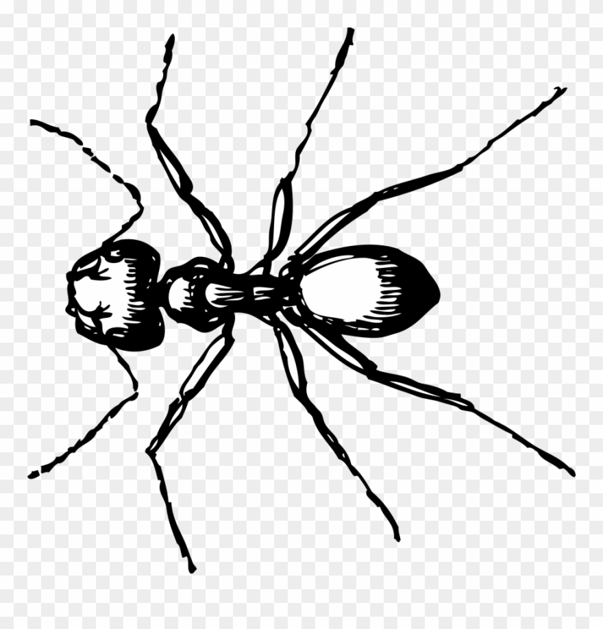 Ants clipart sketch. Clip art black and