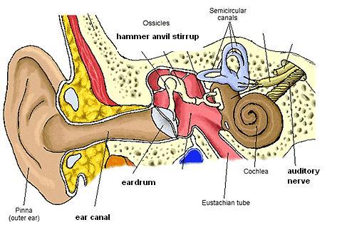 Anvil clipart anvil hammer. Anatomy of ear heritance