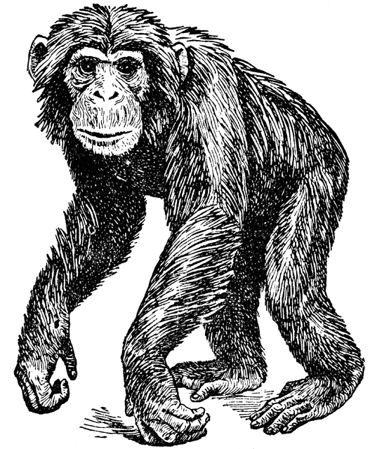 Etc. Ape clipart chimpanzee