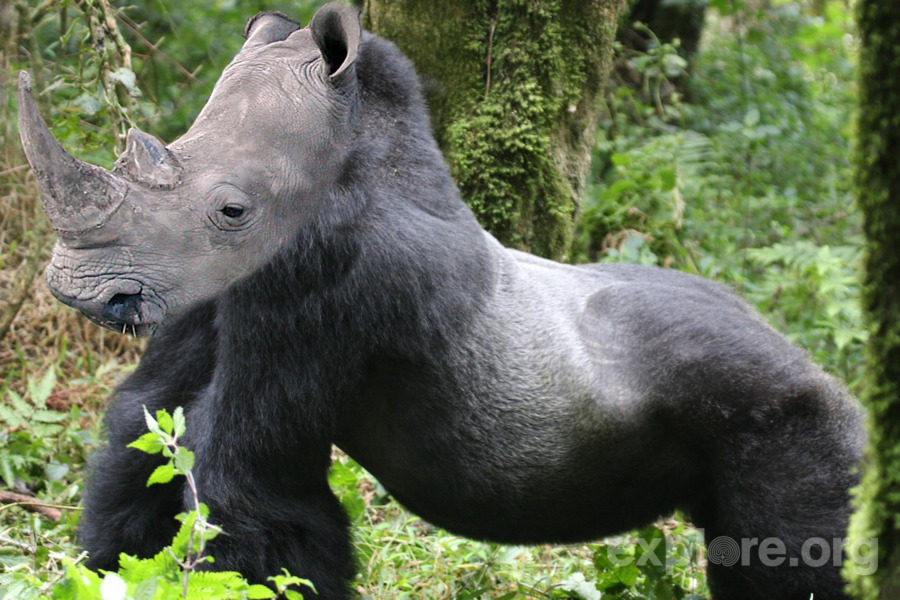 Ape clipart female gorilla. Volcanoes national park bwindi