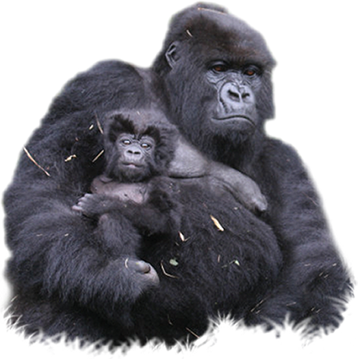 Download png hq image. Ape clipart female gorilla