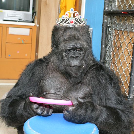 ape clipart female gorilla