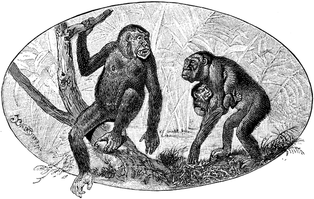 ape clipart gorilla family