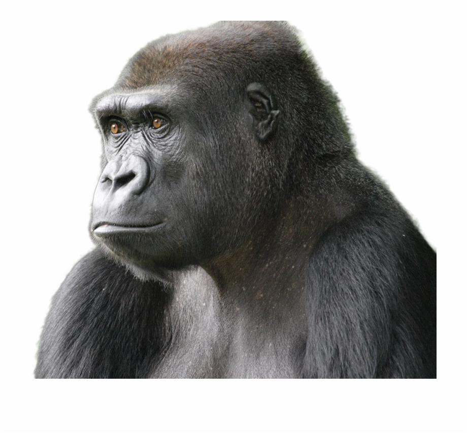 ape clipart jungle gorilla