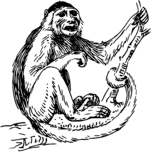 ape clipart monky