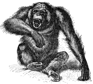 Etc. Ape clipart orangutan