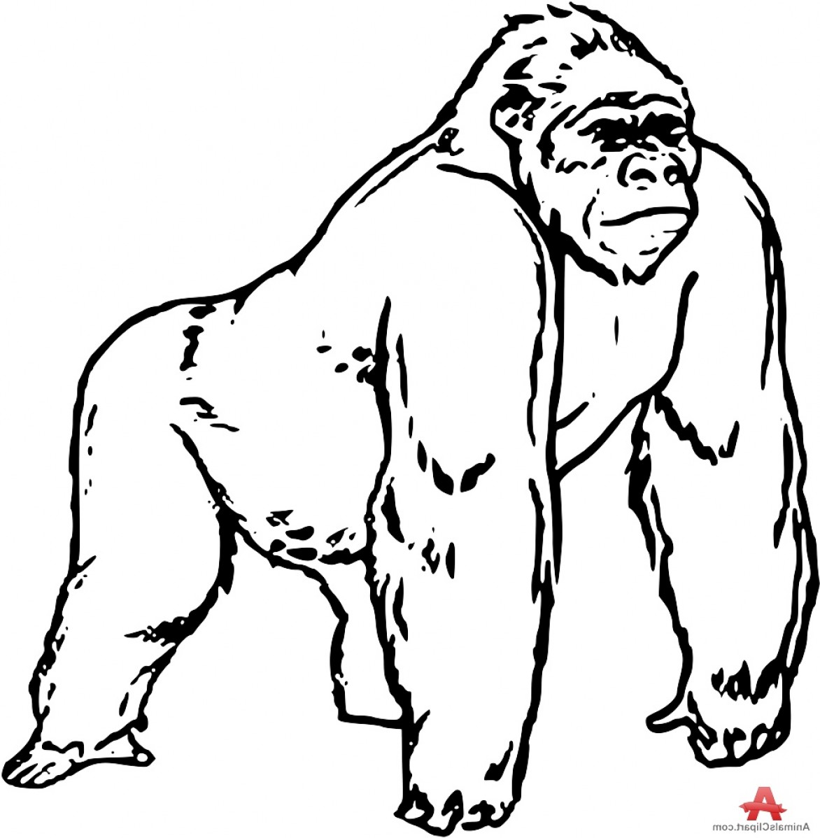  collection of gorilla. Ape clipart outline
