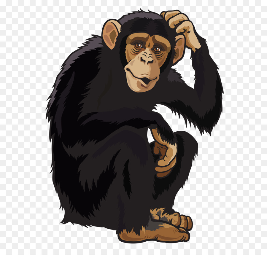 Ape primate