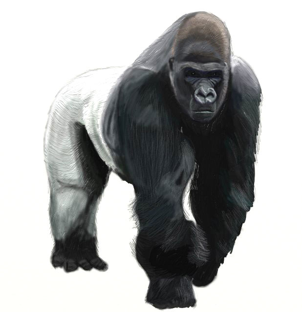 Ape clipart realistic. How to draw a