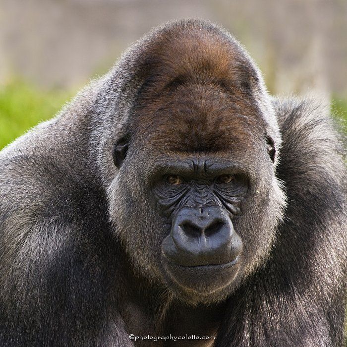  best vs tiger. Ape clipart silverback gorilla