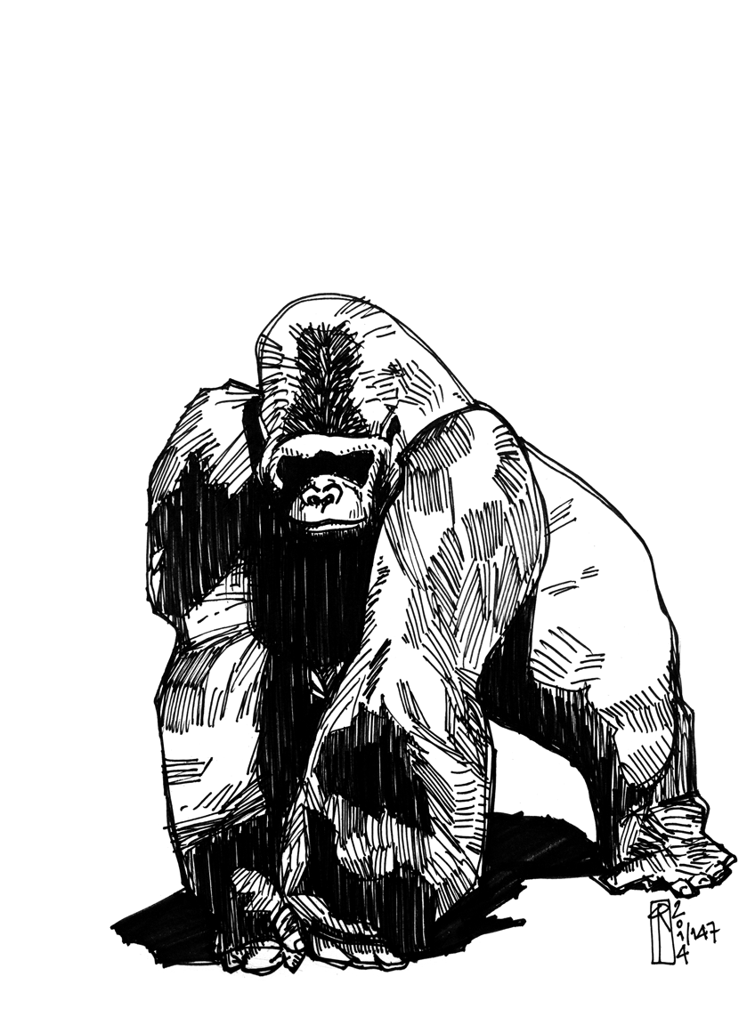 Tattoos google search tattoo. Ape clipart silverback gorilla