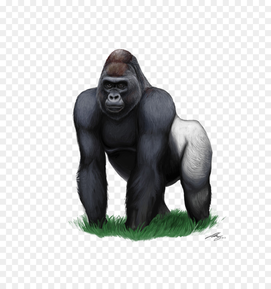 ape clipart silverback gorilla