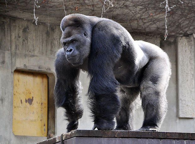 ape clipart zoo gorilla