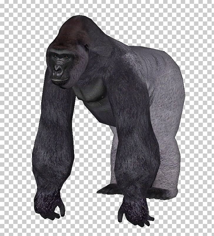 Ape Clipart Zoo Gorilla Ape Zoo Gorilla Transparent Free For Download On Webstockreview 2020 - chimpanzee clipart transparent monkey roblox free
