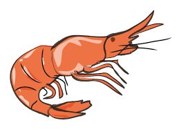 appetizers clipart prawn cocktail