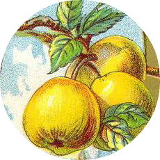 Free thanksgiving clip art. Apples clipart vintage