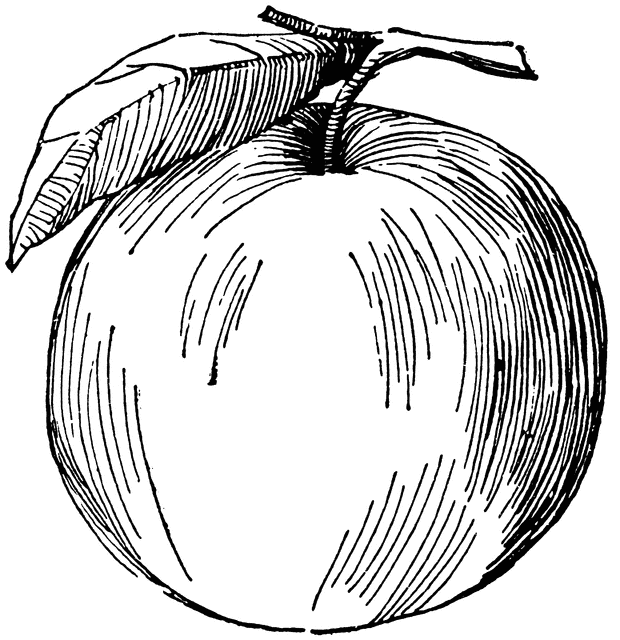 apples clipart line