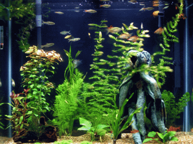 aquarium clipart animated