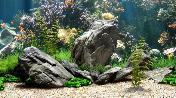 aquarium clipart aquarium background