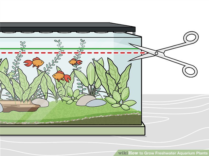 aquarium clipart aquarium plant
