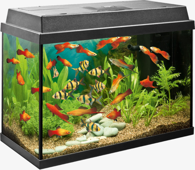aquarium clipart home