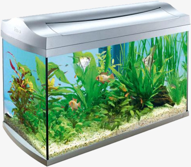 aquarium clipart home