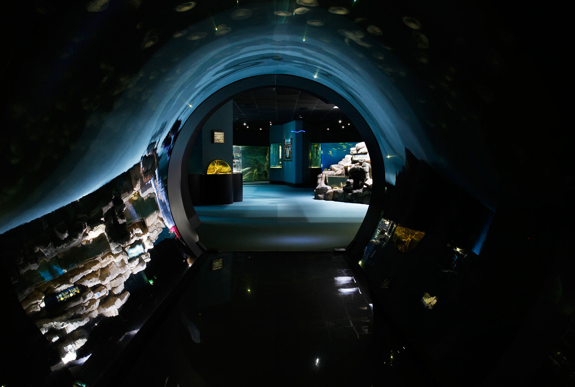 aquarium clipart tunnel