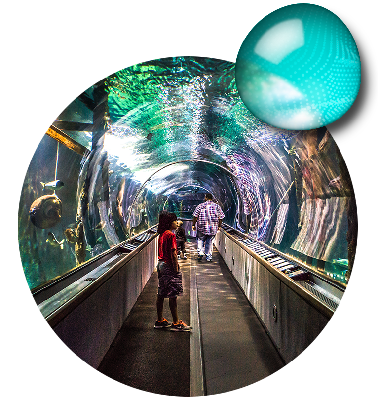 aquarium clipart tunnel