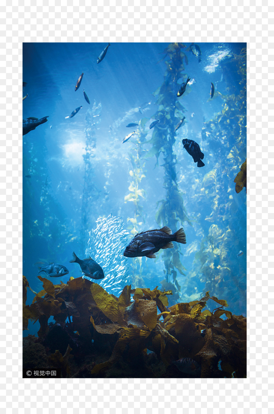 aquarium clipart underwater sea