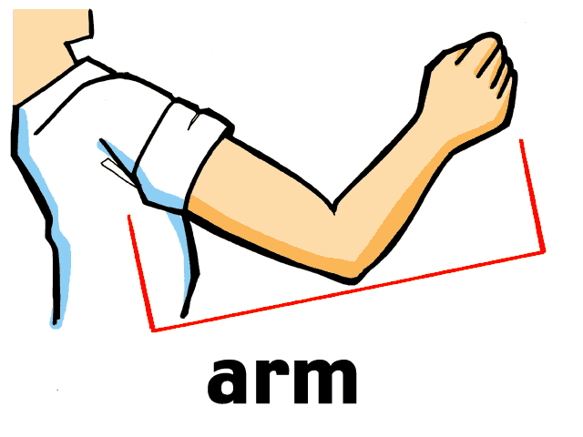 arm clipart body part