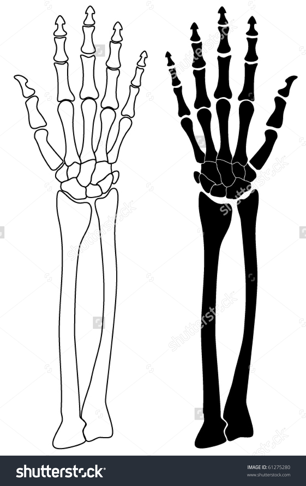 Скелет руки и ноги