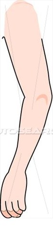 Arm clipart drawing. Human female 