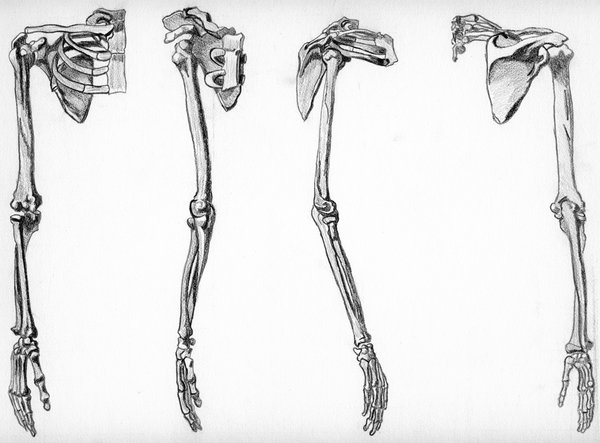 Arm clipart drawing. Sleleton skeleton pencil and