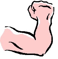 Body arm panda free. Muscle clipart stong