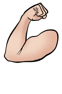 Muscle group free clip. Arm clipart muscular arm
