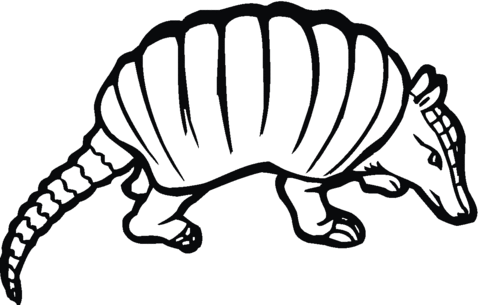 Armadilo free printable pages. Armadillo clipart coloring page