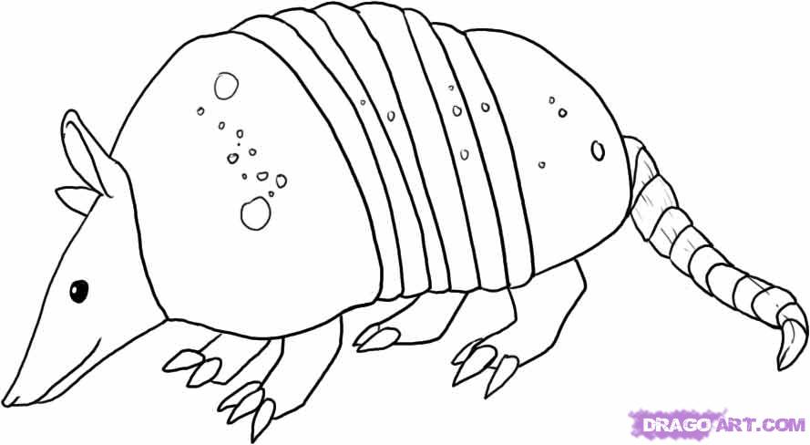 armadillo clipart coloring page