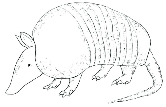 Pages . Armadillo clipart coloring page