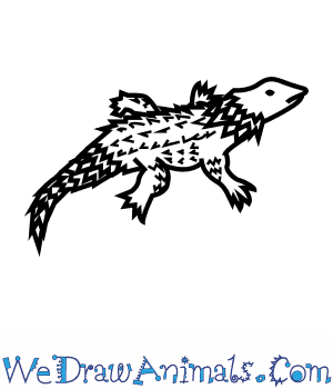 How to draw an. Lizard clipart armadillo