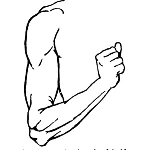 elbow clipart arm outline