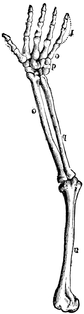Clip art library bones. Skeleton clipart arm bone