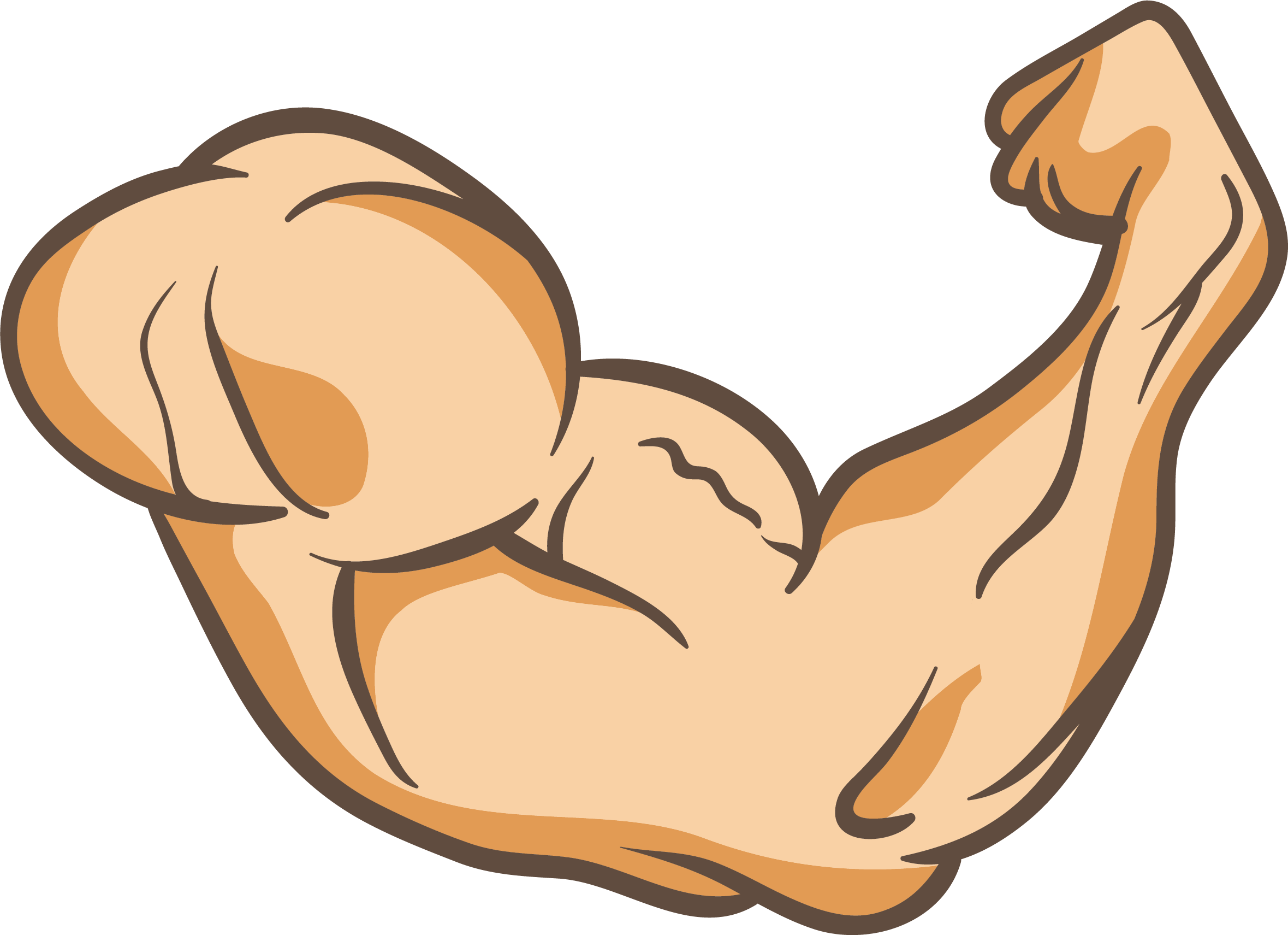 Muscle clipart