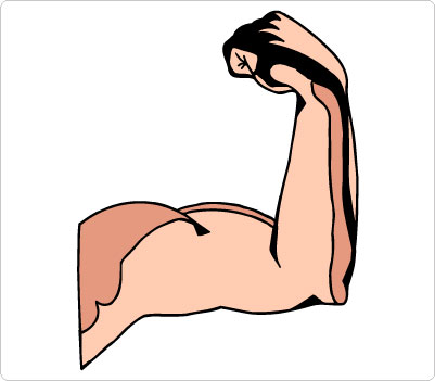 Clip art muscular . Arms clipart muscle
